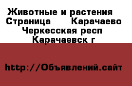  Животные и растения - Страница 11 . Карачаево-Черкесская респ.,Карачаевск г.